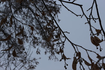  Frost lies on the branches of bushes and on the leaves