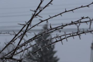  Frost lies on the branches of bushes and on the leaves