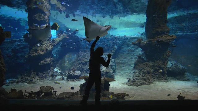 world of fish at aquarium, little boy considering fish and stingrays in big oceanarium with marine nature in clear water