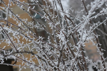  Frost lies on the branches of bushes and on the leaves