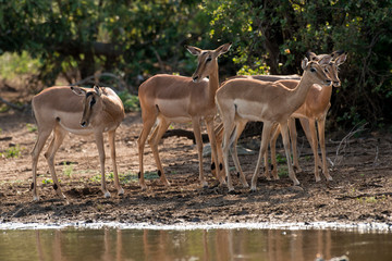 Impala, Aepyceros melampus, Afrique du Sud