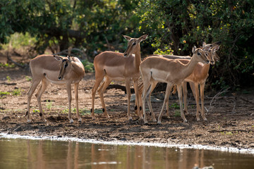 Impala, Aepyceros melampus, Afrique du Sud