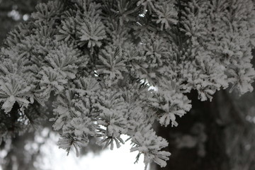 Snow and frost lie on the fir branches