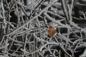  Frost lies on the branches of bushes and on the leaves