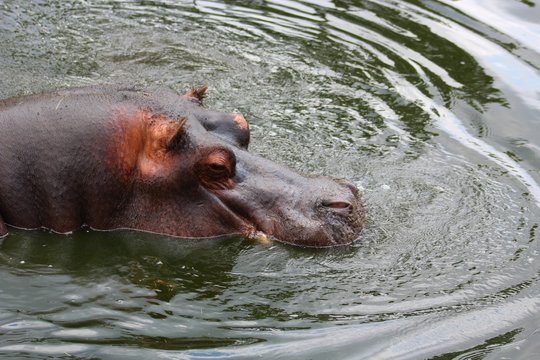 hippopotame dans l'eau dans son enclos