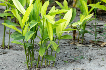 Galangal Sapling many trees Have both leaves White, light green, dark green  are plant in the ginger family, is an herb used in cooking, especially in Indonesian and Thai cuisines.