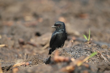 blackbird on a branch