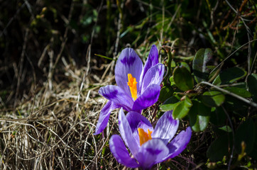 Crocuses in the sun. Purple flowers on the field. First spring purple flowers crocus.