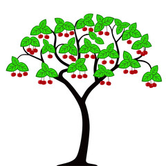 Cherry tree