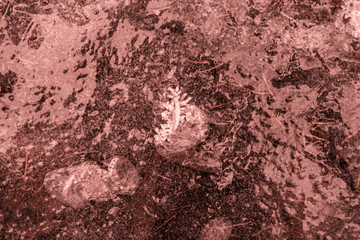 Living Coral color of the Year 2019 on abstract background. Ice Background