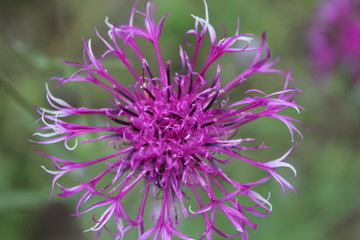 purple flower