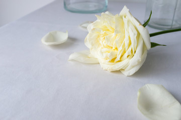 Close up white roses and a glass vase on white table top on white background with copy space for valentine's day wedding ceremony