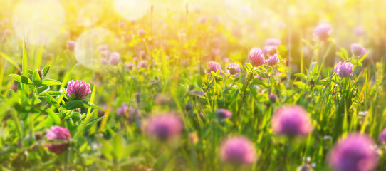 Obraz na płótnie Canvas Natural background with clover in the sunlight. Morning landscape with clover in the dew