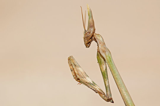 Mante religieuse Empuse commune, insecte &agrave; t&ecirc;te de diable cornu, au corps long vert et aux pattes repli&eacute;es crochues. Sud de la France en automne.