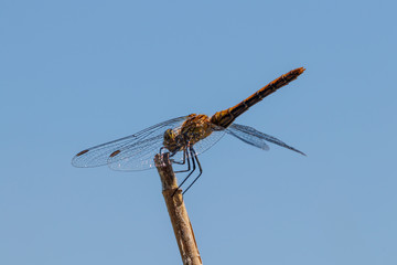Blutrote Heidelibelle