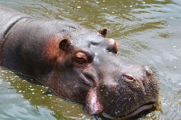 hippopotame dans l'eau dans son enclos