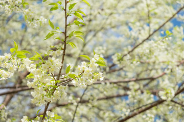 Wild Himalayan Cherry blossoms in Khunwang, Chiang Mai, Thailand.