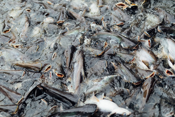 Close up of catfish in the river being fed