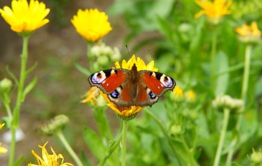 Butterfly on a flower