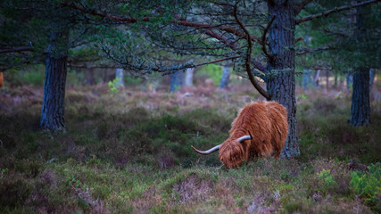 Scottish highland cow, standing on farmland 