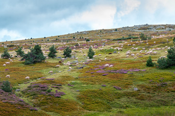 Brebis sur le Mont Lozère,Occitanie.