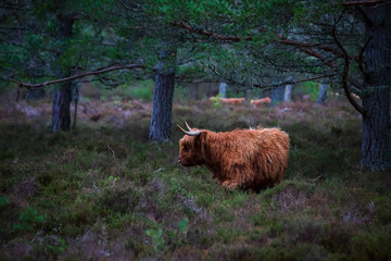 Scottish highland cow, standing on farmland 