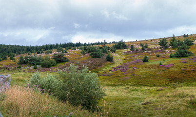 Brebis sur le Mont Lozère,Occitanie.