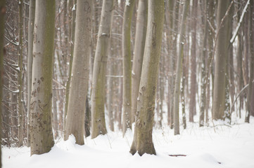 Beautiful nature of winter forest