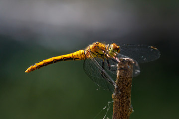 Blutrote Heidelibelle