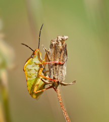 Punaise beige et verte de Méditerranée. Insecte suceur de sève des plantes des jardins et potagers. 
