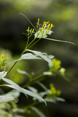 Fleurs Jaunes Chemin des muletiers Puy de dome Auvergne