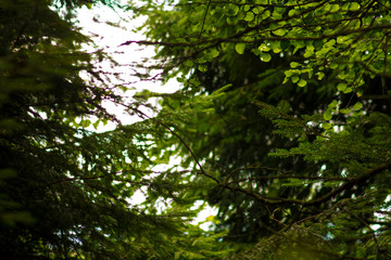 Texture Branche sapin Auvergne Puy de Dome Volcan