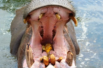 intérieur de la gueule d'un hippopotame