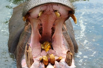 intérieur de la gueule d'un hippopotame