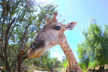 Giraffe´s Head