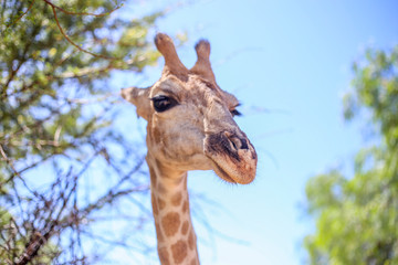 Giraffe´s Head