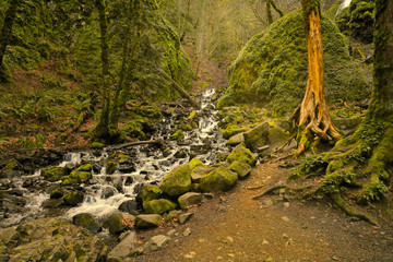 Picnic near a creek and burnt tree skeleton