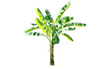 Color of banana tree isolate on white background.