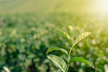 Tea farm on mountain, Thailand.