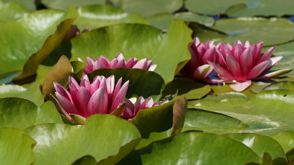 Water lily Nymphaea Attraction ( water lilies) - Aquatic vegetation, water plants