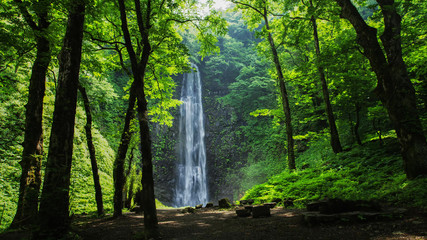 morning in the forest and waterfall