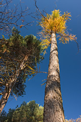 Fototapeta premium View from the bottom of the trunk of a fir tree silhouetted against the blue sky.