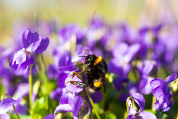 violets growing in a meadow
