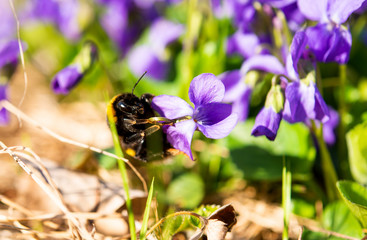 violets growing in a meadow