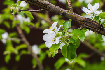 Apple tree blooms in spring