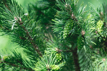 fluffy spruce with green cones, spring concept, close up