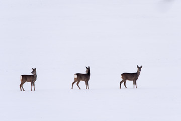 Trzy sarny na śniegu zima dzikie zwierzęta  - obrazy, fototapety, plakaty