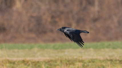 Cornacchia grigia in volo sopra il prato