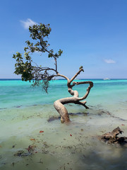 Tree on the sea