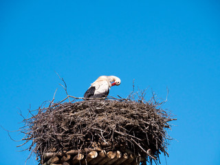 Bocian biały na gnieździe  © JDziedzic